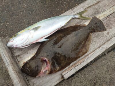 <p>田辺様 沖の北外向き 飲ませ釣りでヒラメ51cm！</p>