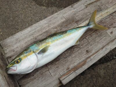 <p>沖の北 飲ませ釣りでハマチ！</p>