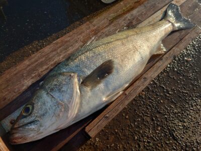 <p>やーた様 沖の北内向き ヒラメ狙いの胴突飲ませにスズキ79cm！めっちゃ太ってました♪</p>