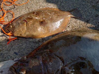 <p>広石様 沖の北 飲ませ釣りでヒラメ57cm！下のヒラメは亀本さんのヒラメ…。57cm…立派なヒラメですよ♪</p>