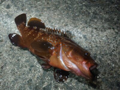 <p>釣れちゃうタマ 沖の北 胴突飲ませでアコウ！6時頃に外向き竿下で釣れました♪</p>