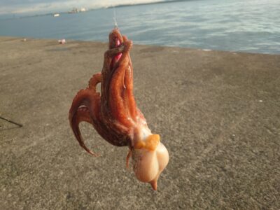 <p>釣れちゃうタマ 沖の北 オイルフェンス内側の内向き タコエギで500gくらいのタコ🐙この後3つ追加♪</p>