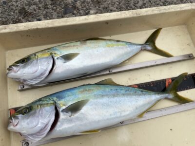 <p>檜物様　沖の北　飲ませ釣り　ハマチ2匹🎣</p>