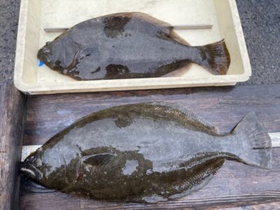 <p>仲村様　沖の北　アジ飲ませ　ヒラメ59cmまで2匹🎣素晴らしい釣果！！おめでとうございます㊗️</p>