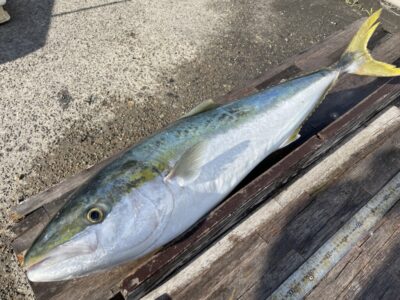 <p>匿名様　沖の北　アジ飲ませ　ブリ91cm🎣11時半頃にヒットされたそうです♪♪</p>