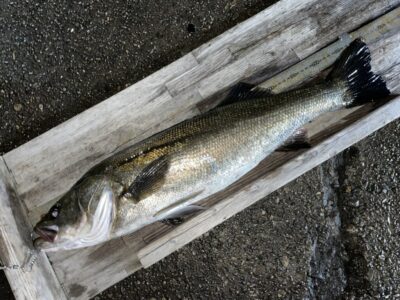 <p>レジェンド山本氏　旧一文字赤灯　アジ飲ませ　スズキ70cm🎣</p>