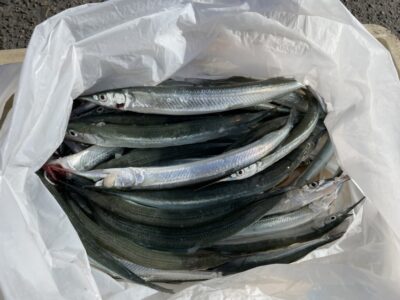 <p>立原名人　沖の北　サヨリ最大31cmまで多数🎣今日は食いが渋かったとの事ですが流石の釣果！！！</p>