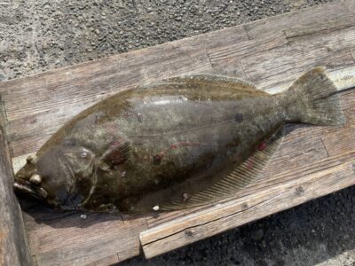 <p>上垣内様　沖の北　アジ飲ませ　ヒラメ52.5cm🎣</p>