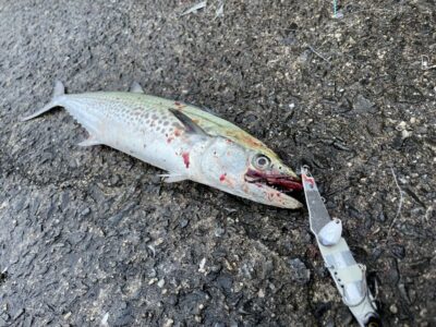 <p>信田様　沖の北　ショアジギ　7時前にメタルバイブでサゴシ🎣</p>