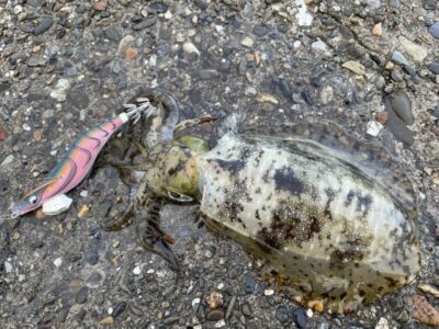 <p>釣れちゃう犬　旧一文字赤灯〜3番　7時〜9時まで　エギングでアオリイカ🦑エギ3寸</p>