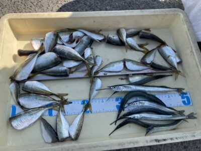 <p>匿名様　沖の北　サビキ釣りで小アジ〜中アジ🎣サヨリも専用仕掛けでGET♪♪</p>