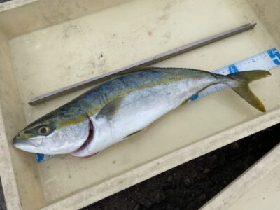 <p>㊈中村様㊈　沖の北　ショアジギでハマチ🎣</p>