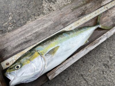 <p>JOE島 様　沖の北　アジ飲ませ　メジロ65cm🎣</p>