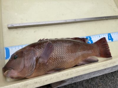 <p>大木様　沖の北　かぶせ釣り(アケミ貝)  カンダイ38cm🎣</p>