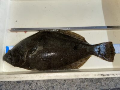 <p>匿名ムコ様　沖の北　アジ飲ませ　ヒラメ46cm🎣</p>