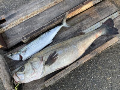 <p>島内様　沖の北　ショアジギでサゴシ🎣飲ませ釣りでは90cmの鰤に続きスズキ79cm！！！絶好調ですね♪おめでとうございます^ ^</p>