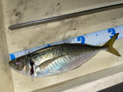 <p>神倉様　旧一文字赤灯　サビキ釣り　アジ31cm🎣他にも中アジも釣られておりました♪♪夕方暗くなってから釣れたそうです^ ^</p>