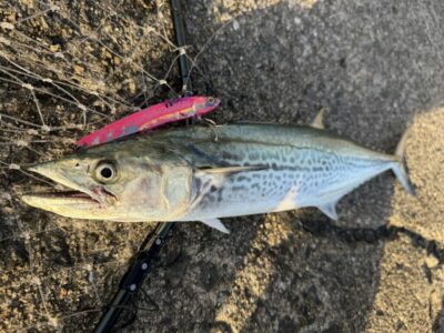 <p>立田兄弟(兄)様　沖の北　メタルバイブでサゴシ🎣</p>