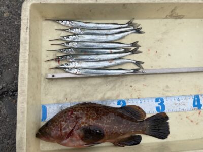 <p>122中村様　旧一文字赤灯　エビ撒きでアコウ32cm🎣9時で沖の北へ移動しサヨリもGET^ ^</p>