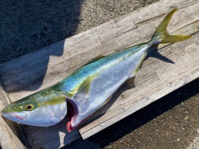 <p>まっちゃん　沖の北　メタルバイブでメジロ🎣</p>