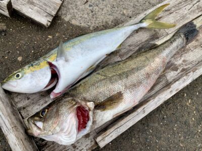 <p>名無し様　沖の北　呑ませ釣りでハマチと丸々太ったハネ72cm🎣</p>