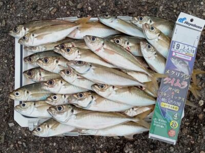 <p>🎣MAX岸和田店　西薮氏　旧一文字赤灯　サビキ釣りで良型アジ35尾🎣　13時〜15時の釣果🐟</p>