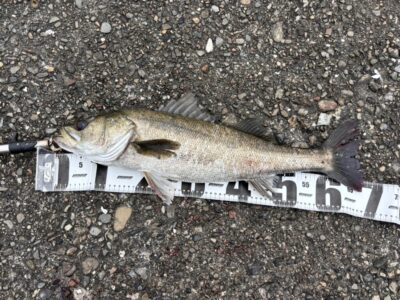 <p>🎣MAX泉大津店アーリー　旧一文字赤灯　サビキで釣れたヒイラギ泳がせてハネ68cm🎣　撮影後リリース🐟</p>