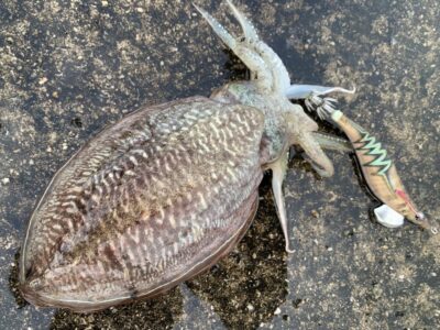 <p>防那須阿下郎さま　沖の北　エギング で珍客コウイカ 🦑　(関西=ハリイカ//関東=スミイカ)</p>