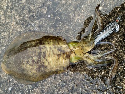 <p>棒茄子保雄さま　沖の北　エギング でアオリイカ🦑</p>