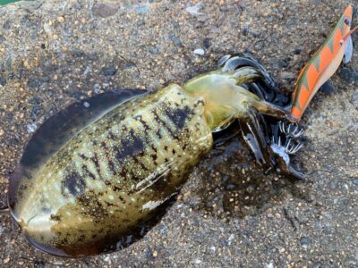 <p>東風平さま　沖の北　エギング でアオリイカ🦑　使用餌木= ハリミツ墨族剛</p>