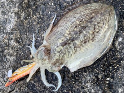 <p>南風原さま　沖の北　エギング でコウイカ🦑　使用餌木= がまかつエヴォリッジ </p>