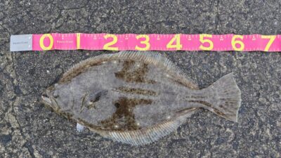 <p>英マン様　沖の北内向き　アジ飲ませ　ヒラメ59cm🎣</p>