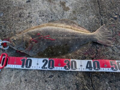 <p>芝様 沖の北 飲ませ釣りでヒラメ52cm！8時頃にヒット！船着近くでも1枚釣れてました。</p>