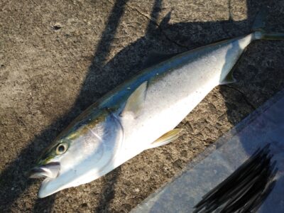 <p>匿名様 沖の北 飲ませ釣りでブリ！７時頃にヒット！</p>