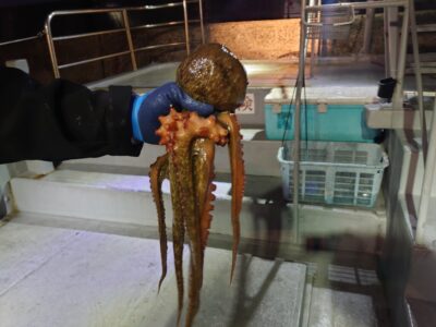 <p>キタウラ様 沖の北内向き ヒラメ狙いの胴突飲ませに800gくらいの良型タコ🐙</p>