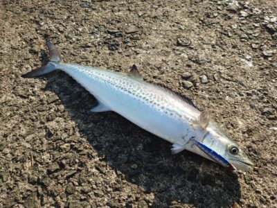 <p>沖の北 ショアジギでサゴシ！9時頃にボトムからシャクってまぁまぁ上の方でヒット！</p>