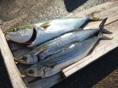 <p>沖の北 ショアジギでサゴシ！飲ませ釣りでハマチ！</p>