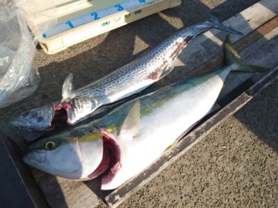 <p>旧一文字赤灯 飲ませ釣りでブリ！！ショアジギでサワラ！！飲ませの餌は船長が沖の北で釣ったアジ♪※今日だけ特別です。アジの配達とかしてないので…。1匹300円でいいなら…。</p>