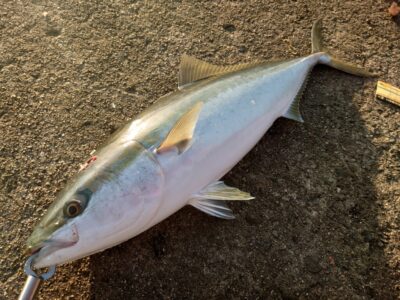 <p>沖の北 飲ませ釣りでブリ！7時半頃にヒット！</p>