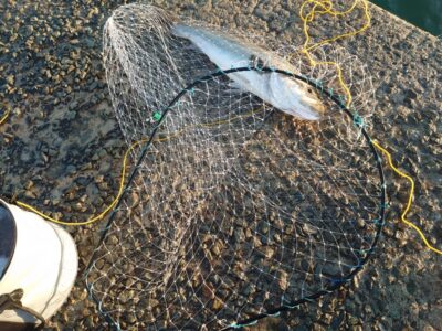 <p>沖の北内向き 飲ませ釣りでスズキ！LLネットなので魚が小さく見えますが80くらいあります♪</p>