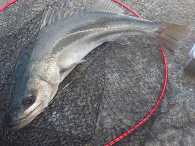 <p>山内君 沖の北内向き 飲ませ釣りで良型ハネ！</p>