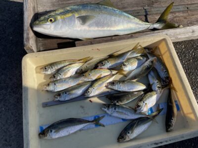 <p>平田様　沖の北　アジ飲ませでメジロ🎣サビキで中アジ23cmまで多数GET^ ^メジロは内向きのヒラメ狙いの竿にヒットしたそうです。気を付けないと魚に竿を持っていかれますよ！</p>