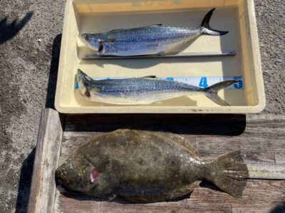 <p>久田様　沖の北　ショアジギでサゴシ2匹🎣アジ飲ませではヒラメ51cm！！おめでとうございます^ ^</p>