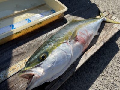 <p>釣り頃(釣りバカ2号) 様　旧一文字赤灯　ショアジギでメジロ78cm🎣10時半頃にヒットされたそうです♪ルアー丸呑みでしたね！おめでとうございます^ ^</p>