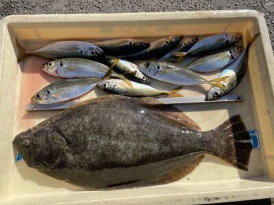 <p>仲村様　旧一文字赤灯　アジ飲ませでヒラメ50cm🎣サビキ釣りでは中アジ♪♪アジは朝の暗い時間帯に釣れたそうですが日が昇ってからは釣れなかったとの事でした！本日沖の北では飲ませ用のアジは日が昇ってからも確保出来ていました！</p>