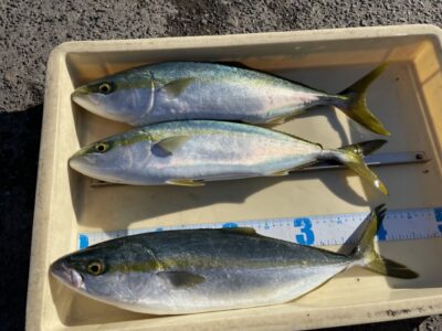 <p>平松様　沖の北　アジ飲ませ　ハマチ3匹🎣10時過ぎに連続でヒットとの事です♪♪おめでとうございます^ ^</p>