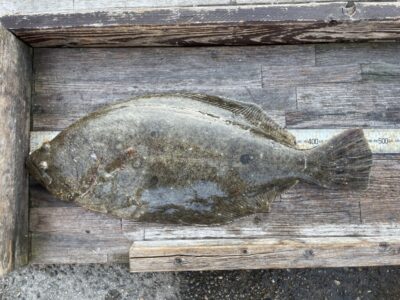 <p>春木駅の植山様　沖の北　アジ飲ませ　ヒラメ48.5cm🎣念願のヒラメおめでとうございます^ ^</p>