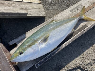 <p>匿名様　沖の北　アジ飲ませ　ブリ84cm🎣</p>