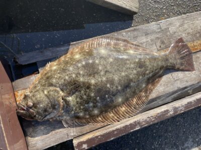 <p>岩見様　沖の北　アジ飲ませ　ヒラメ54cm🎣</p>