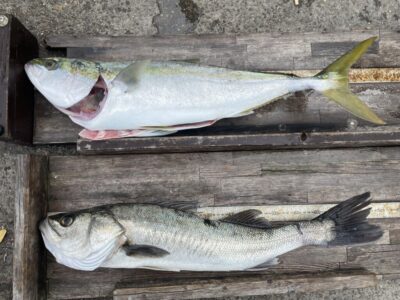 <p>山根様　沖の北　飲ませ釣り　メジロ77cmとスズキ🎣</p>